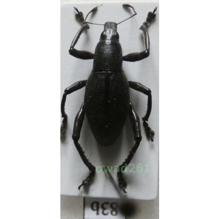 Macrocyrtus contractus (Chevrolat, 1881) male Philippines83b